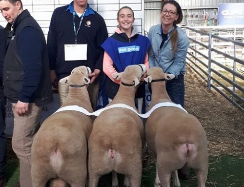 Interbreed Shortwool Group of 3 at Sheepvention