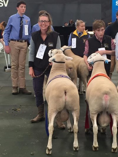 1st place tag no 359 White Suffolk Ram June Drop at the Royal Melbourne Show