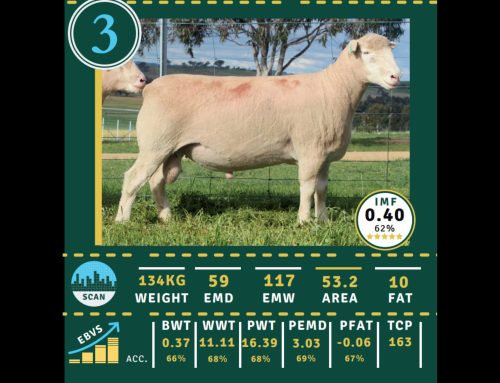 Introducing Mallee Park’s Latest Purchase: Stud Ram Goorama 115-2023